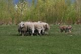 BERGER PICARD 143